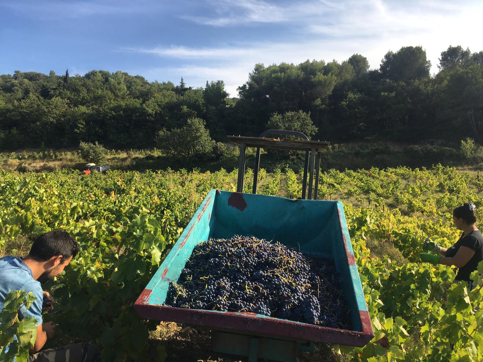 Lire la suite à propos de l’article Les vendanges 2021 au Domaine les Hautes Cances