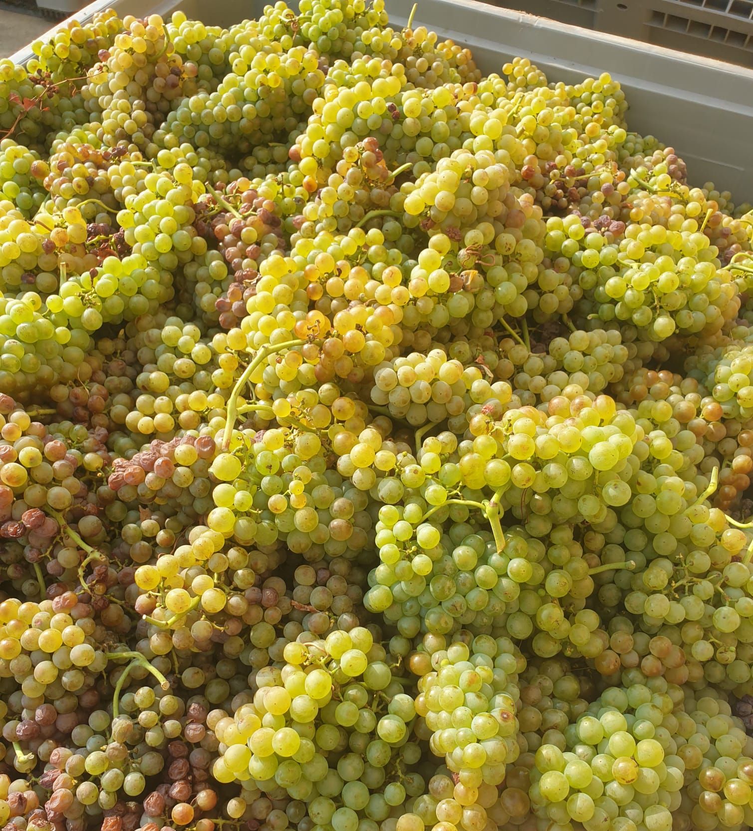 Vendanges 2023 Cairanne Hautes Cances